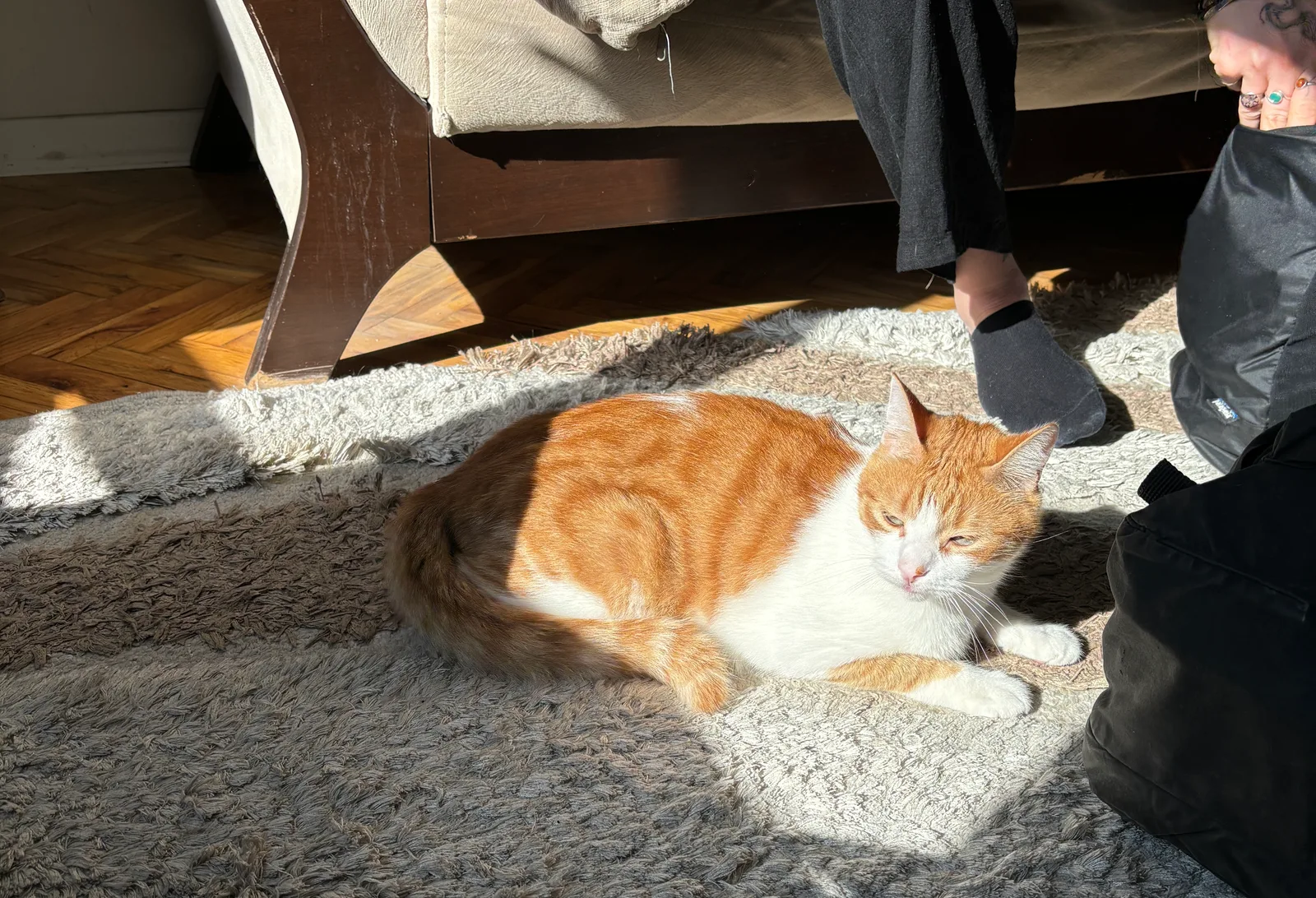 Za'atar in the sunlight